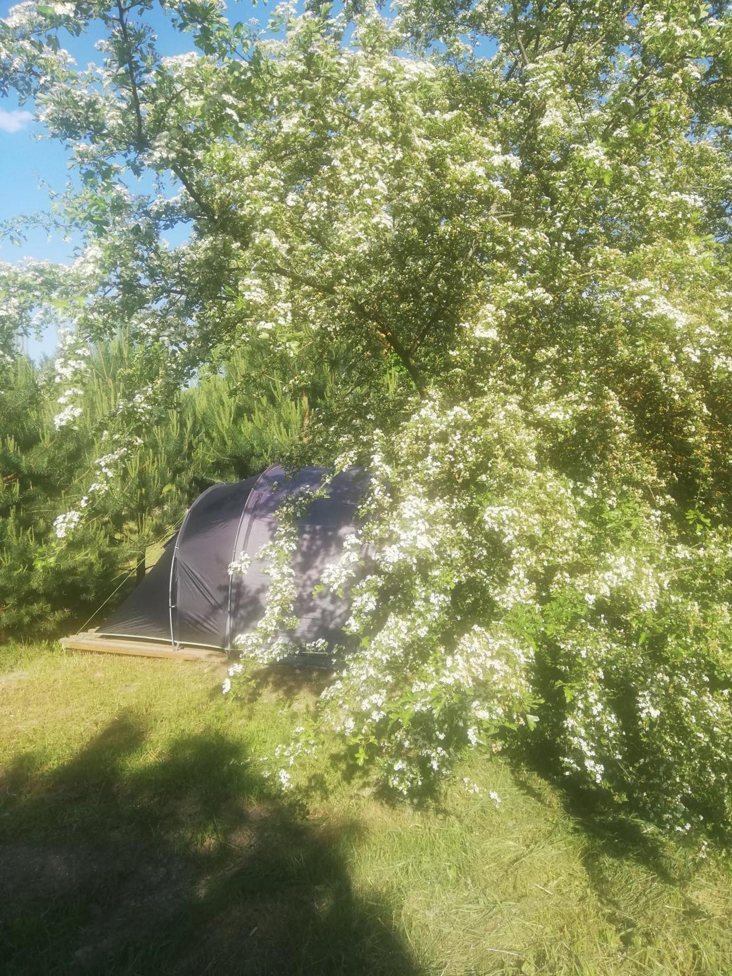 Tent Under Pines Luksustelt VNO